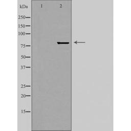 Western blot analysis of HepG2 cells using ZNF280C antibody