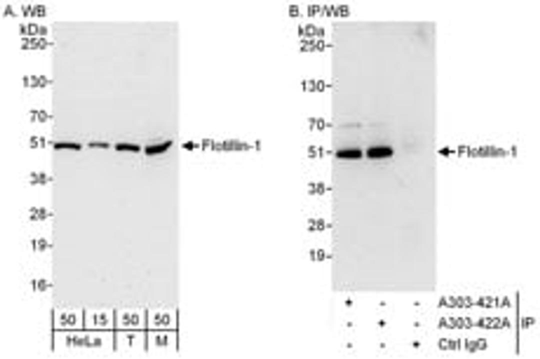 Detection of human and mouse Flotillin-1 by western blot (h and m) and immunoprecipitation (h).