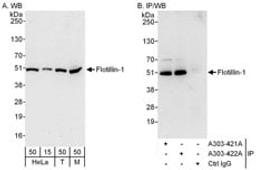 Detection of human and mouse Flotillin-1 by western blot (h and m) and immunoprecipitation (h).