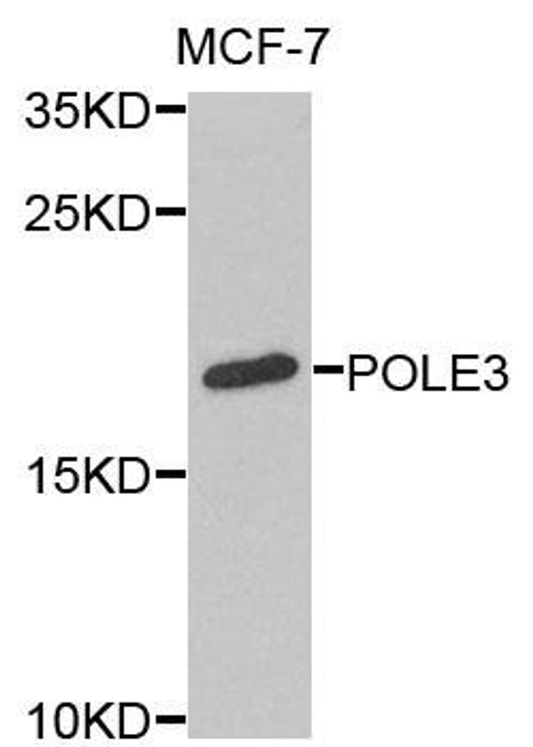 Western blot analysis of extracts of MCF-7 cells using POLE3 antibody