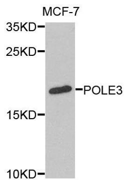 Western blot analysis of extracts of MCF-7 cells using POLE3 antibody