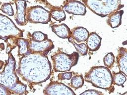 Formalin-fixed, paraffin-embedded human placenta stained with EGFR antibody (31G7).