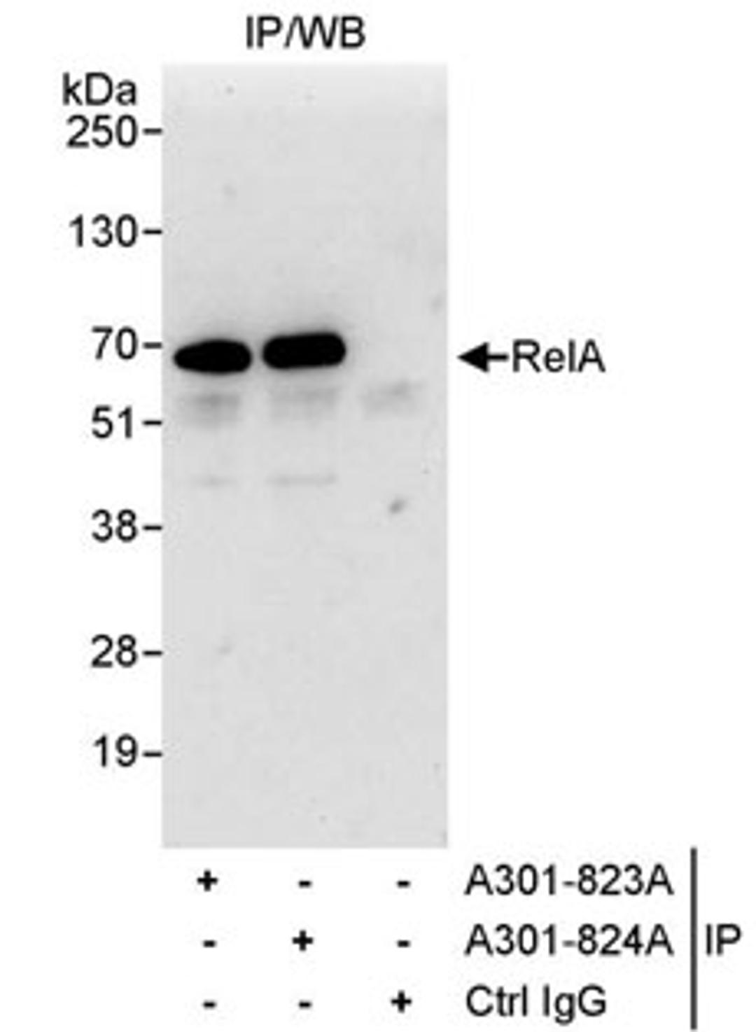 Detection of human RelA by western blot of immunoprecipitates.