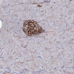 Immunohistochemistry-Paraffin: SH3PXD2A Antibody [NBP1-90454] - Staining of human pancreas shows strong cytoplasmic positivity in islet cells.