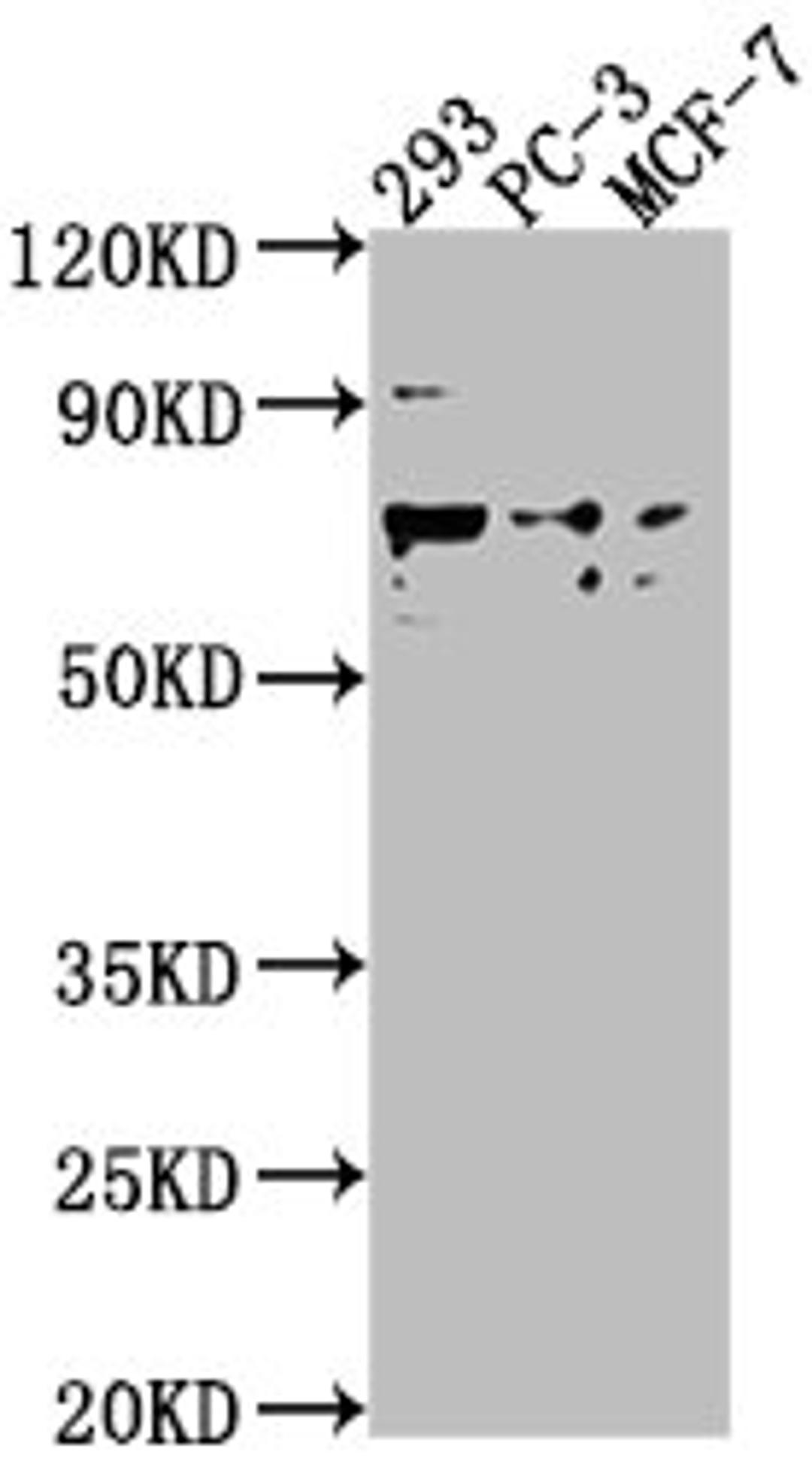 Western Blot. Positive WB detected in: 293 whole cell lysate, PC-3 whole cell lysate, MCF-7 whole cell lysate. All lanes: GPR37 antibody at 1:2000. Secondary. Goat polyclonal to rabbit IgG at 1/50000 dilution. Predicted band size: 68 kDa. Observed band size: 68 kDa. 