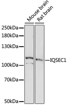 Western blot - IQSEC1 antibody (A16725)