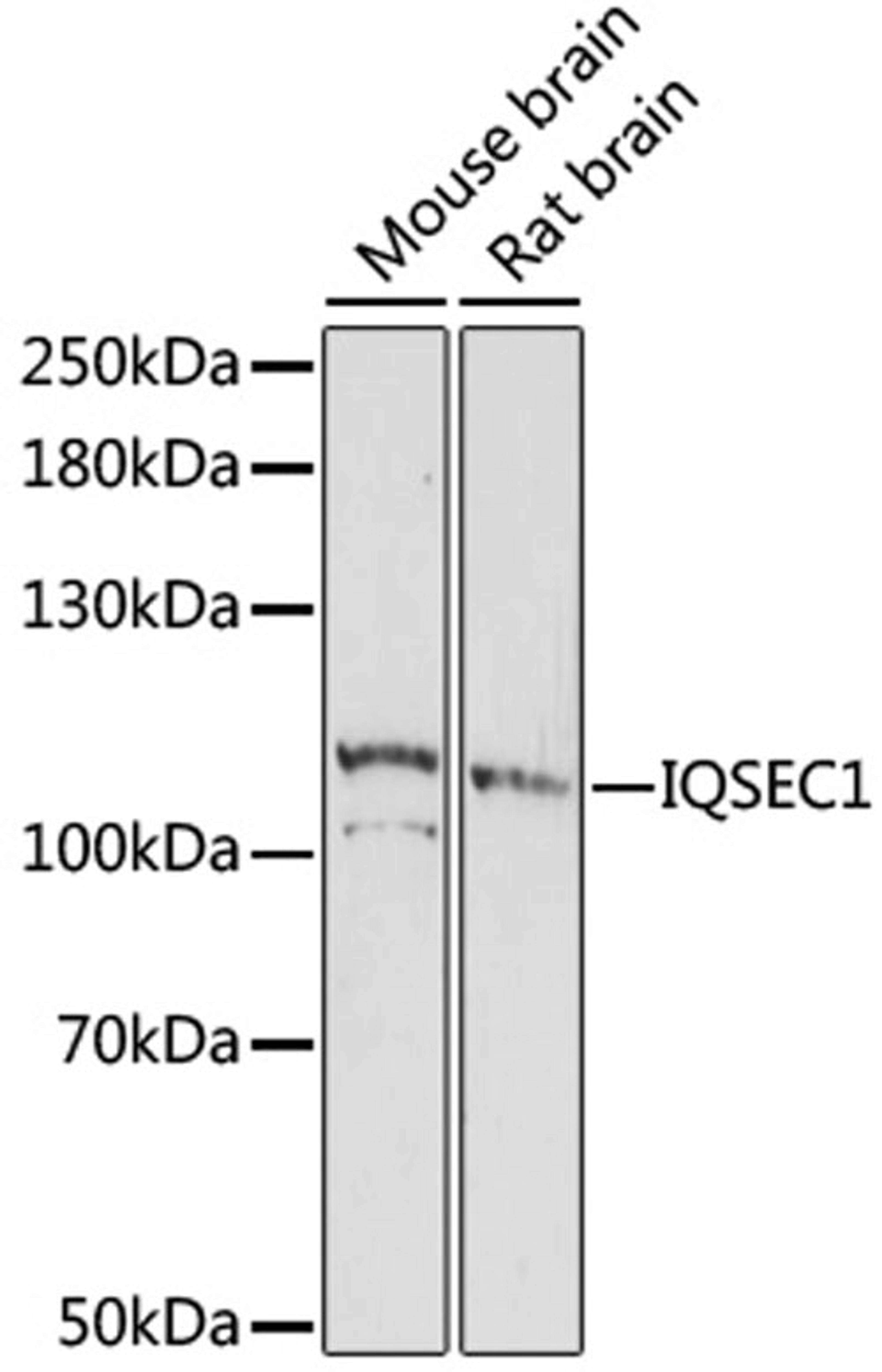 Western blot - IQSEC1 antibody (A16725)