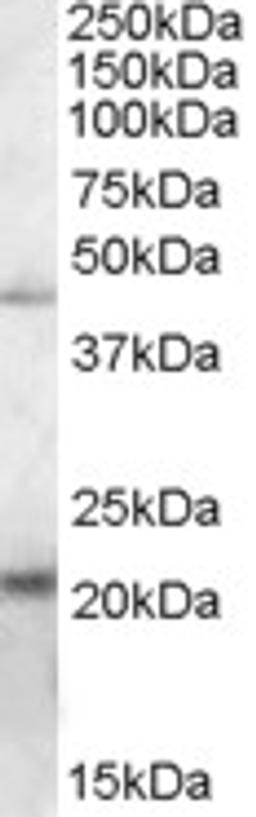 46-542 (0.2ug/ml) staining of K562 lysate (35ug protein in RIPA buffer). Primary incubation was 1 hour. Detected by chemiluminescence.