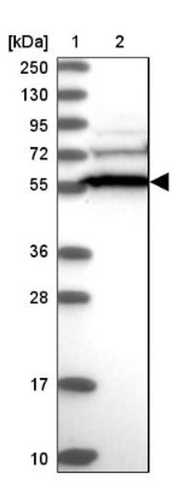 Western Blot: CCDC91 Antibody [NBP1-84084] - Lane 1: Marker [kDa] 250, 130, 95, 72, 55, 36, 28, 17, 10<br/>Lane 2: Human cell line RT-4