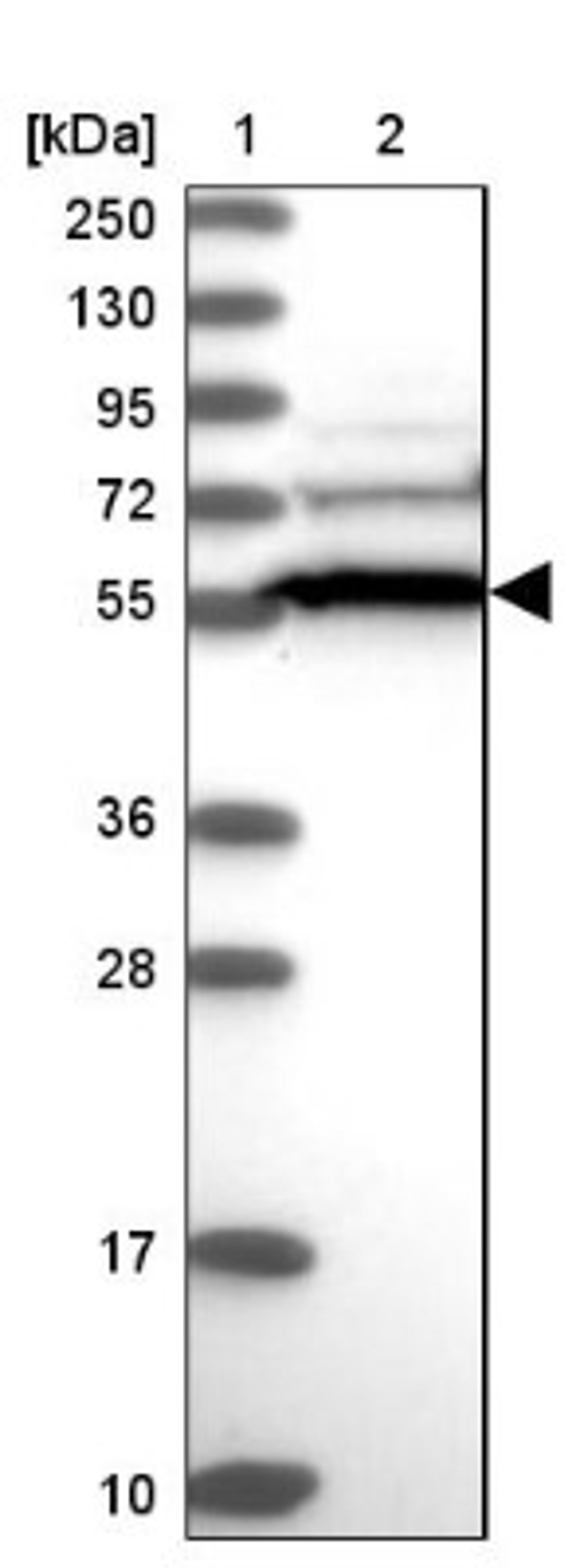 Western Blot: CCDC91 Antibody [NBP1-84084] - Lane 1: Marker [kDa] 250, 130, 95, 72, 55, 36, 28, 17, 10<br/>Lane 2: Human cell line RT-4