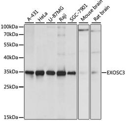 Western blot - EXOSC3 antibody (A11623)