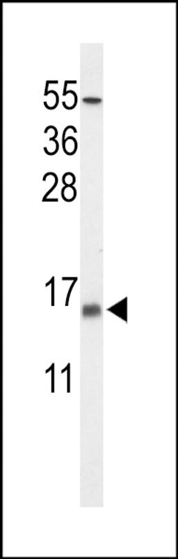 Western blot analysis of KCE1L Antibody in NCI-H460 cell line lysates (35ug/lane)