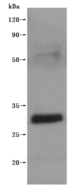 CSB-MP005498MO(F3) is detected by Mouse anti-6*His monoclonal antibody.