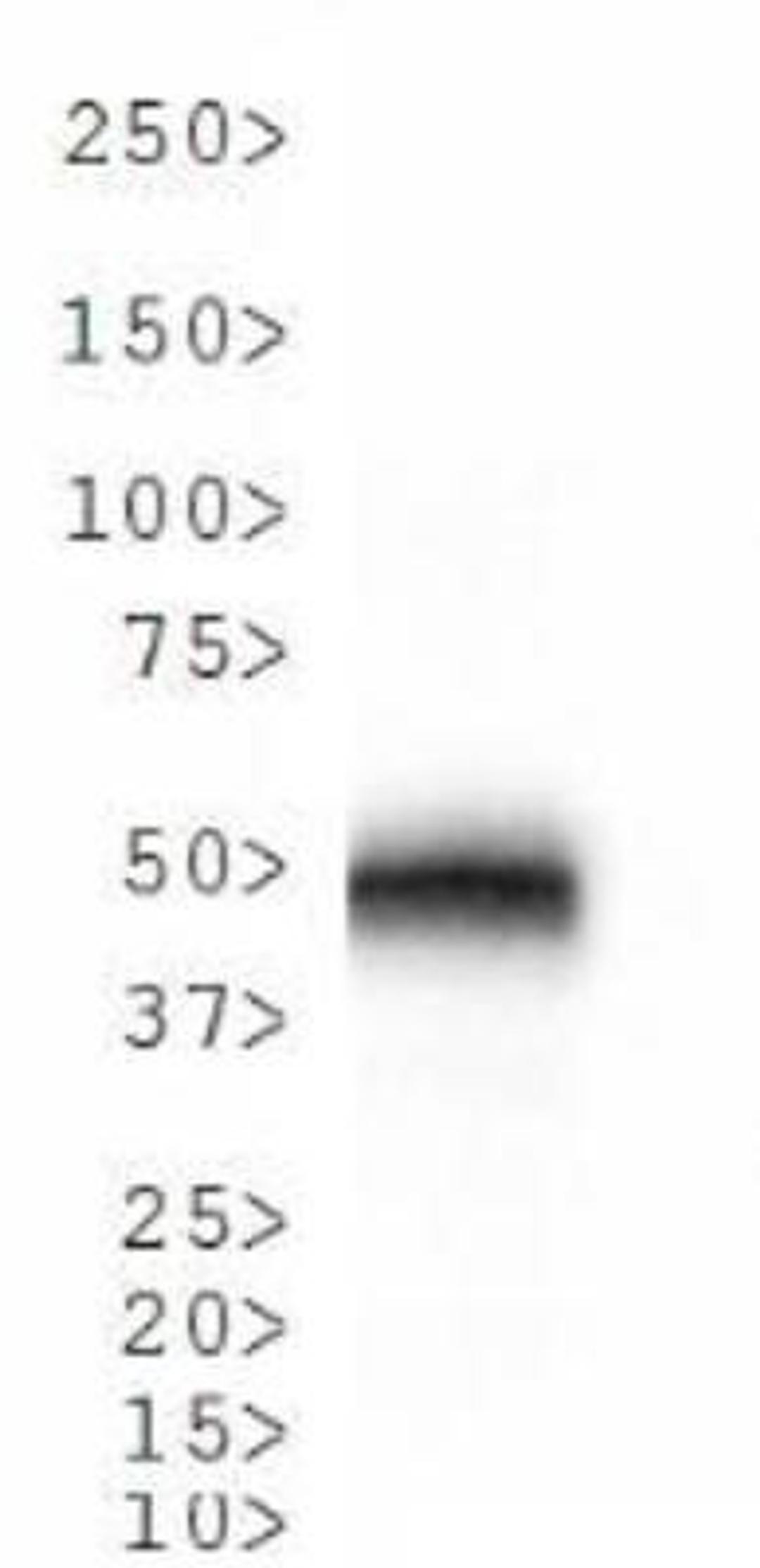 Western Blot: Cathepsin E Antibody [NB400-152] - Analysis of Cathepsin E on mouse stomach lysate.