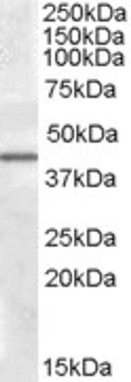 46-925 (0.5ug/ml) staining of Human Liver lysate (35ug protein in RIPA buffer). Primary incubation was 1 hour. Detected by chemiluminescence.