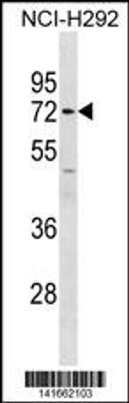 Western blot analysis in NCI-H292 cell line lysates (35ug/lane).