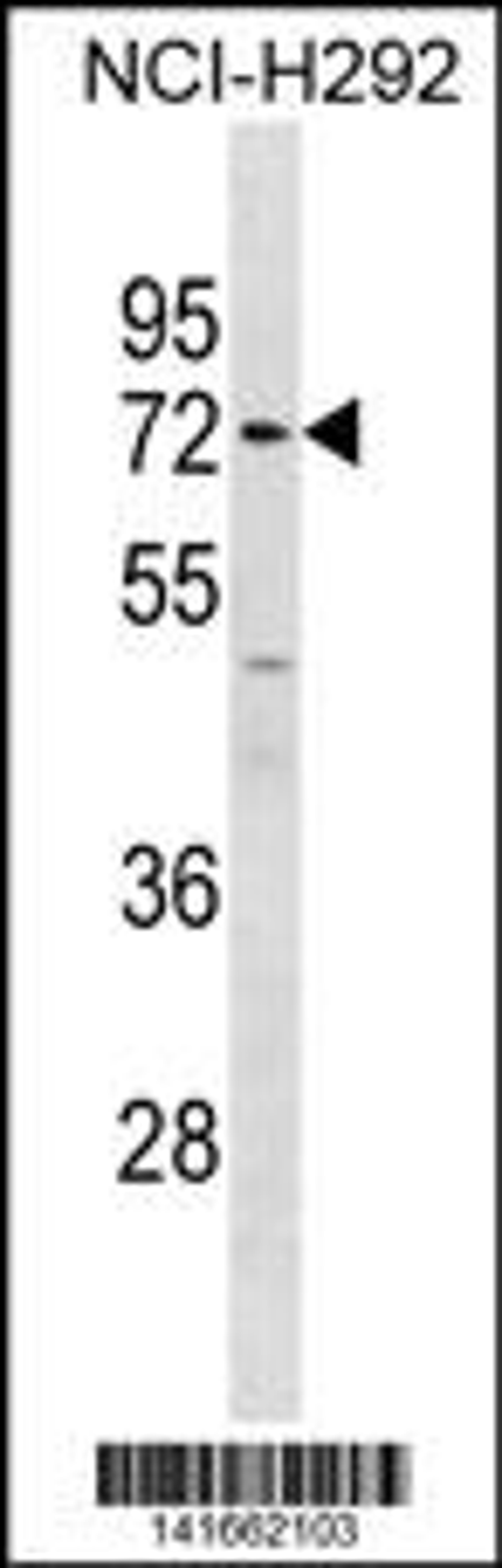 Western blot analysis in NCI-H292 cell line lysates (35ug/lane).