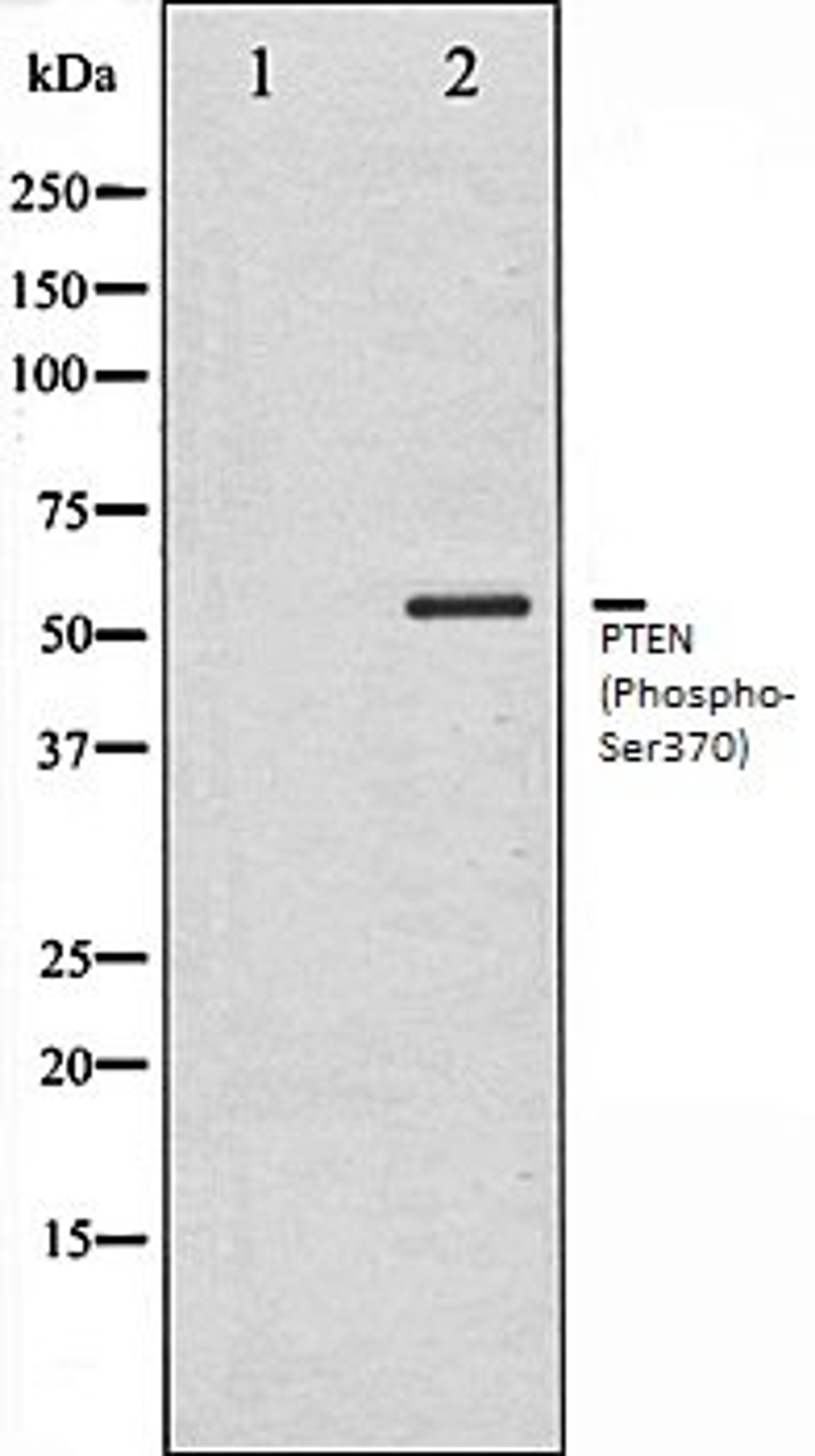 Western blot analysis of HeLa whole cell lysates using PTEN (Phospho-Ser370) antibody, The lane on the left is treated with the antigen-specific peptide.