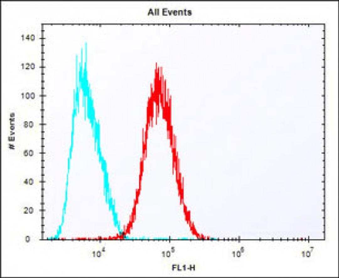 Overlay histogram showing HepG2 cells stained with Antibody (red line). The cells were fixed with 2% paraformaldehyde (10 min) and then permeabilized with 90% methanol for 10 min. The cells were then icubated in 2% bovine serum albumin to block non-specif