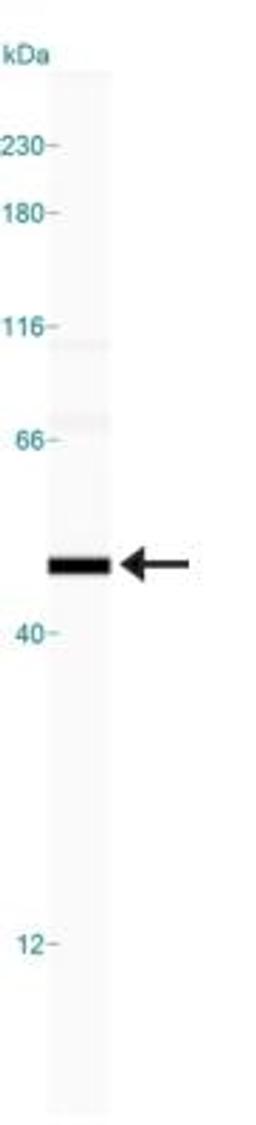 Simple Western: MAT1/2A Antibody [NB110-94162] - Simple Western lane view shows a specific band for MAT1/2 A in 0.5 mg/ml of HepG2 lysate.  This experiment was performed under reducing conditions using the 12-230 kDa separation system.