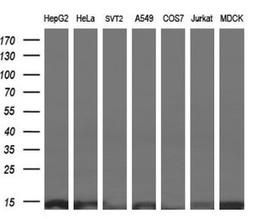 Western Blot: ROMO1 Antibody (2C12) [NBP2-45607] - Analysis of extracts (10ug) from 7 different cell lines.