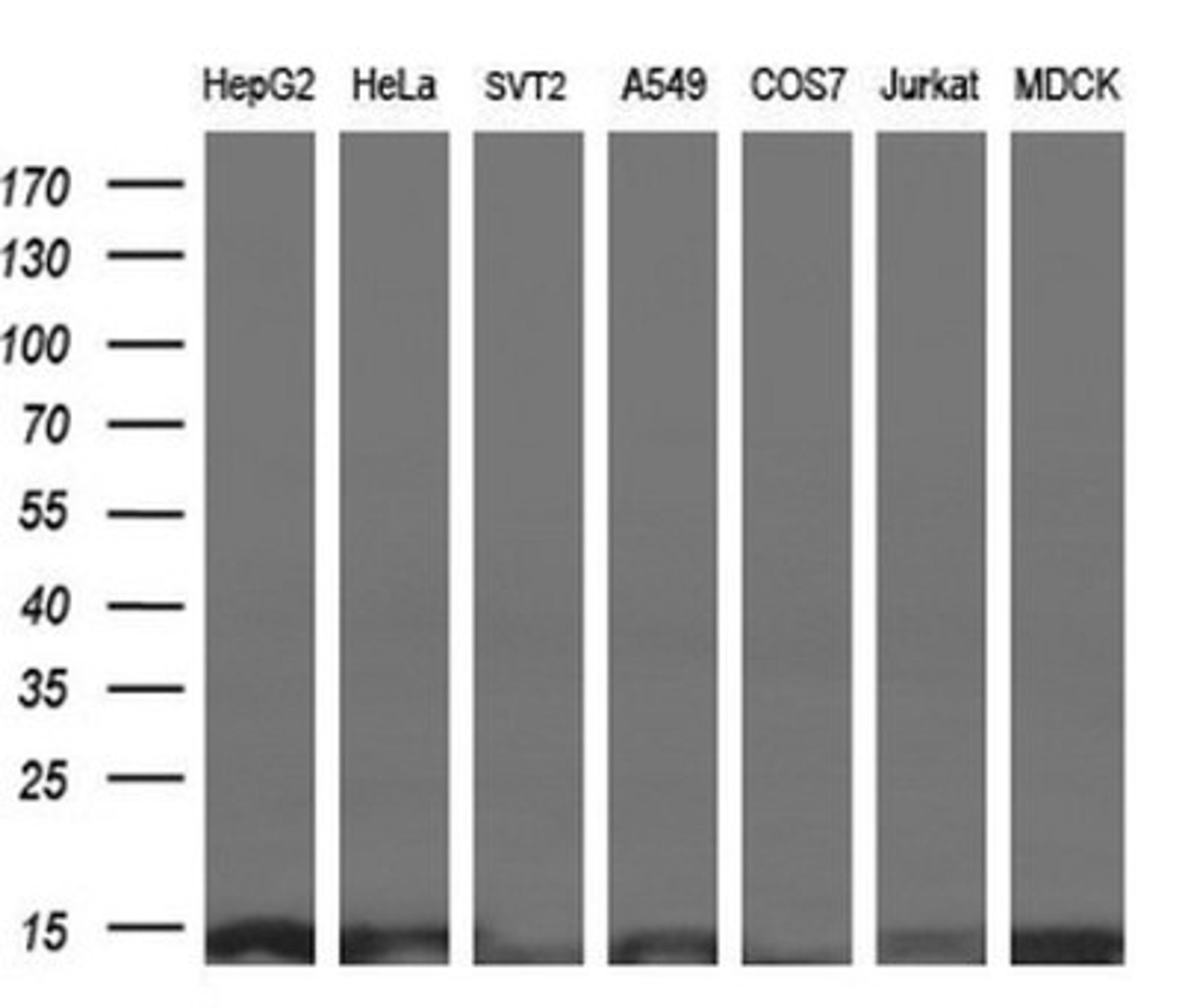 Western Blot: ROMO1 Antibody (2C12) [NBP2-45607] - Analysis of extracts (10ug) from 7 different cell lines.