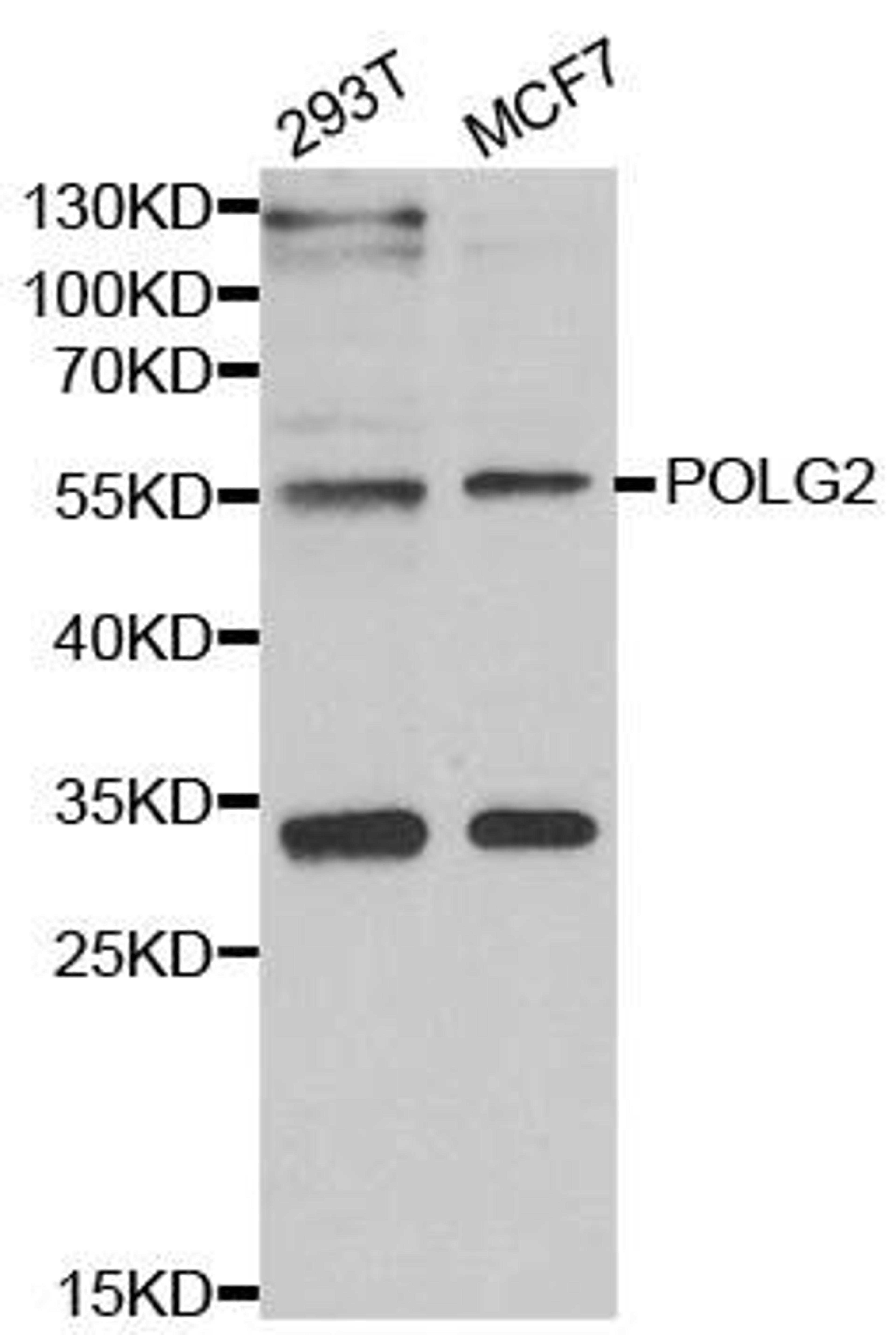 Western blot analysis of extracts of various cell lines using POLG2 antibody