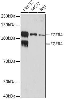 Western blot - FGFR4 Rabbit mAb (A9197)