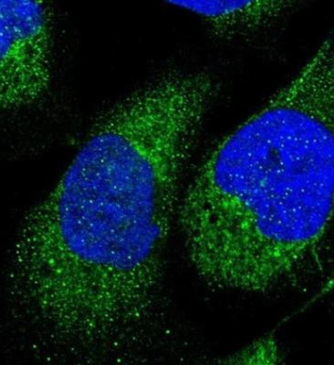 Immunocytochemistry/Immunofluorescence: Hey L Antibody [NBP1-89981] - Staining of human cell line U-2 OS shows positivity in cytoplasm & mitochondria. Antibody staining is shown in green.