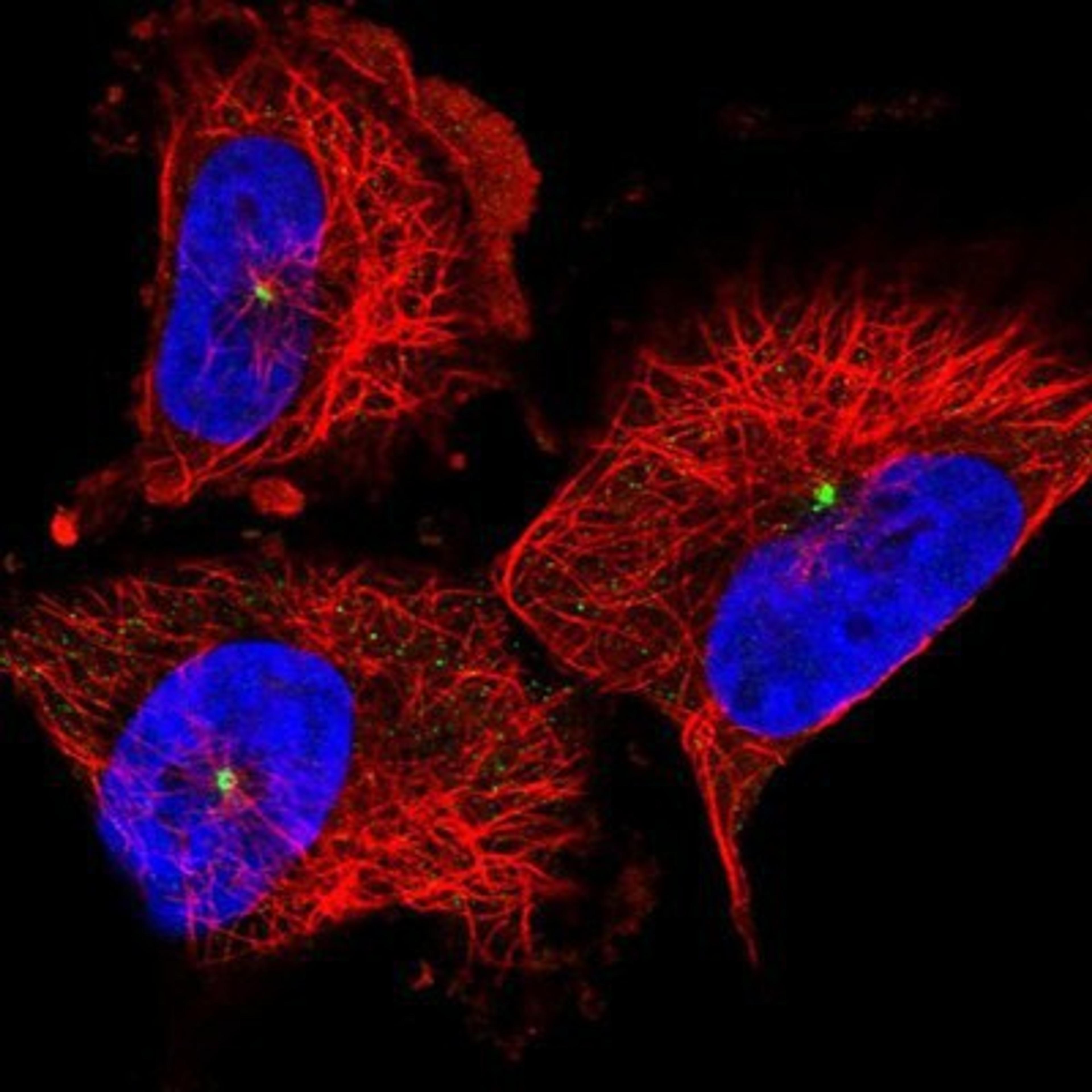 Immunocytochemistry/Immunofluorescence: CDK5RAP2 Antibody [NBP1-86785] Staining of human cell line U-251 MG shows positivity in centrosome.