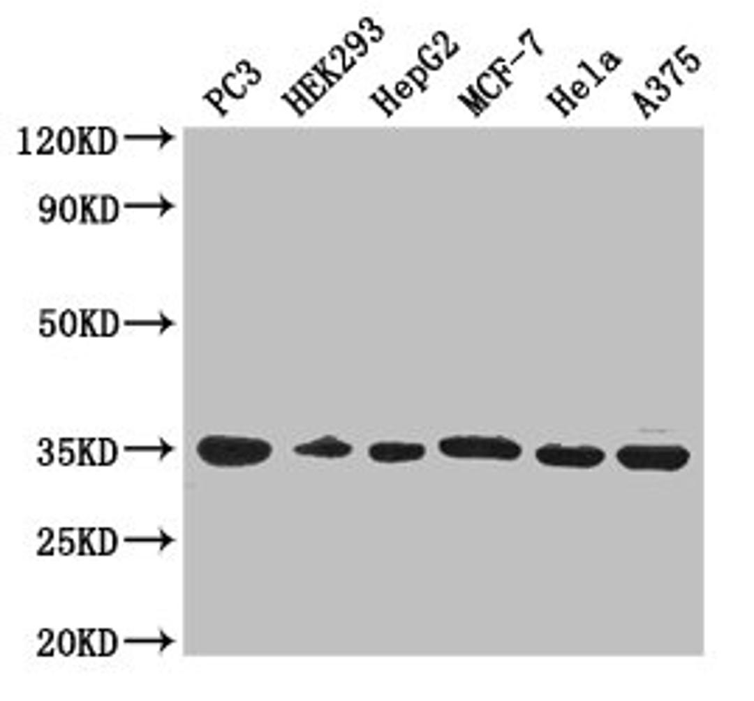 Western Blot. Positive WB detected in: PC-3 whole cell lysate, HEK293 whole cell lysate, HepG2 whole cell lysate, MCF-7 whole cell lysate, Hela whole cell lysate, A375 whole cell lysate. All lanes: COPE antibody at 3µg/ml. Secondary. Goat polyclonal to rabbit IgG at 1/50000 dilution. Predicted band size: 35, 29 kDa. Observed band size: 35 kDa