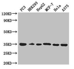 Western Blot. Positive WB detected in: PC-3 whole cell lysate, HEK293 whole cell lysate, HepG2 whole cell lysate, MCF-7 whole cell lysate, Hela whole cell lysate, A375 whole cell lysate. All lanes: COPE antibody at 3µg/ml. Secondary. Goat polyclonal to rabbit IgG at 1/50000 dilution. Predicted band size: 35, 29 kDa. Observed band size: 35 kDa