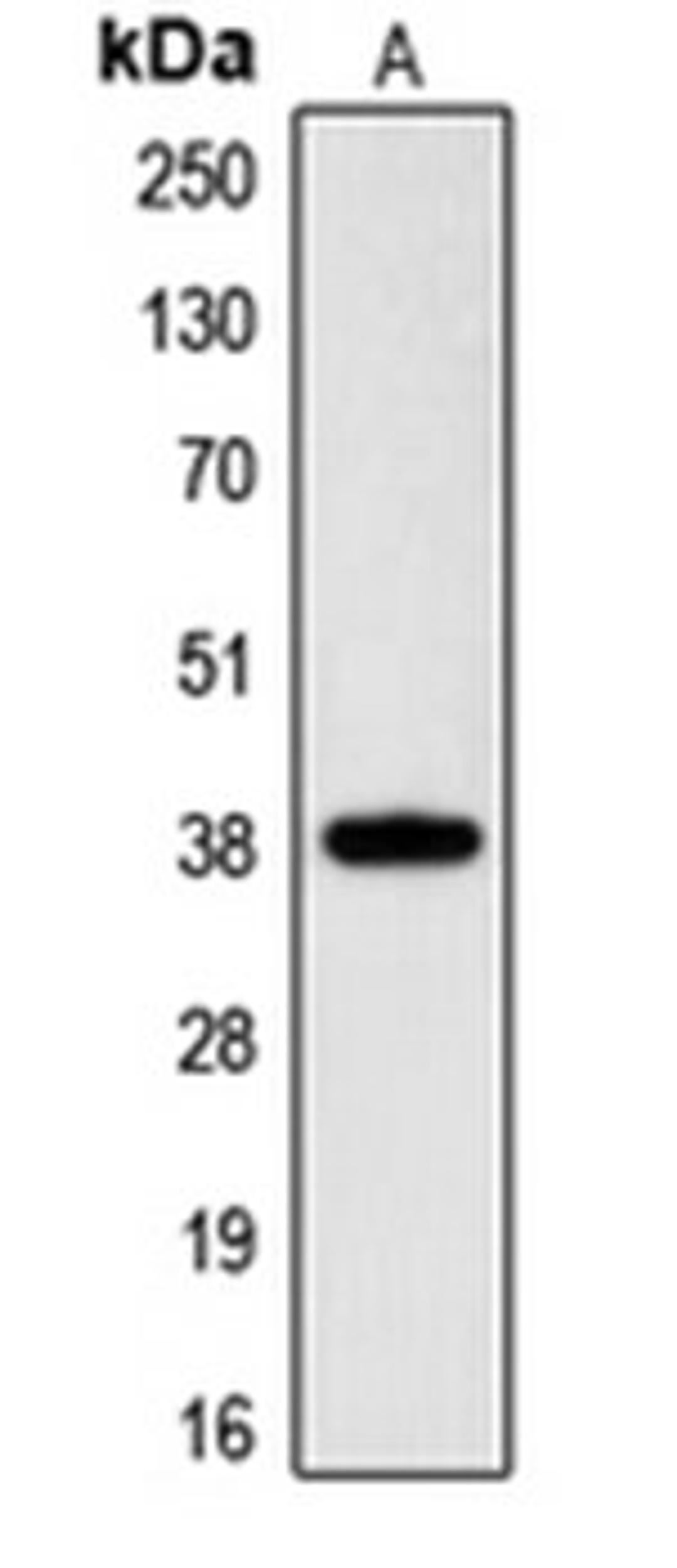 Western blot analysis of HeLa (Lane 1) whole cell lysates using CGRRF1 antibody