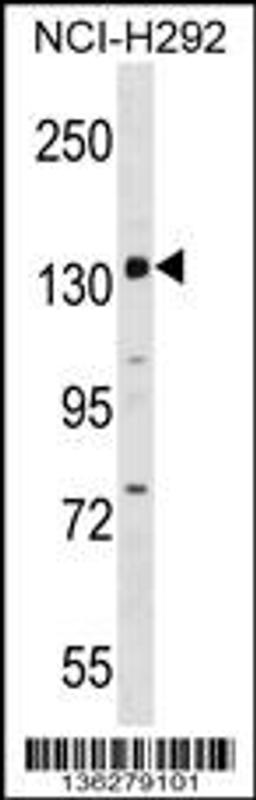 Western blot analysis in NCI-H292 cell line lysates (35ug/lane).