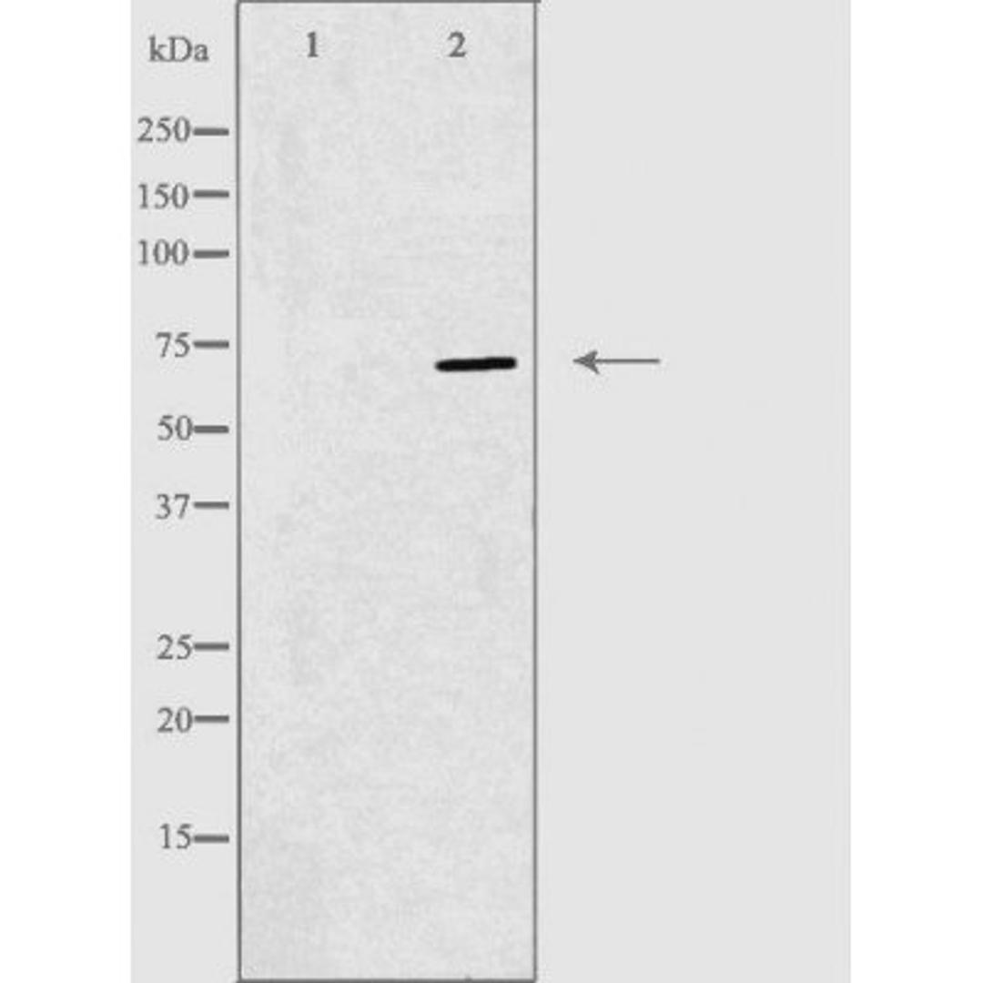 Western blot analysis of 293 cells using RPAP2 antibody