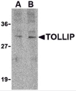 Western blot analysis of TOLLIP in rat brain cell lysate with TOLLIP antibody at (A) 1 and (B) 2 μg/mL.