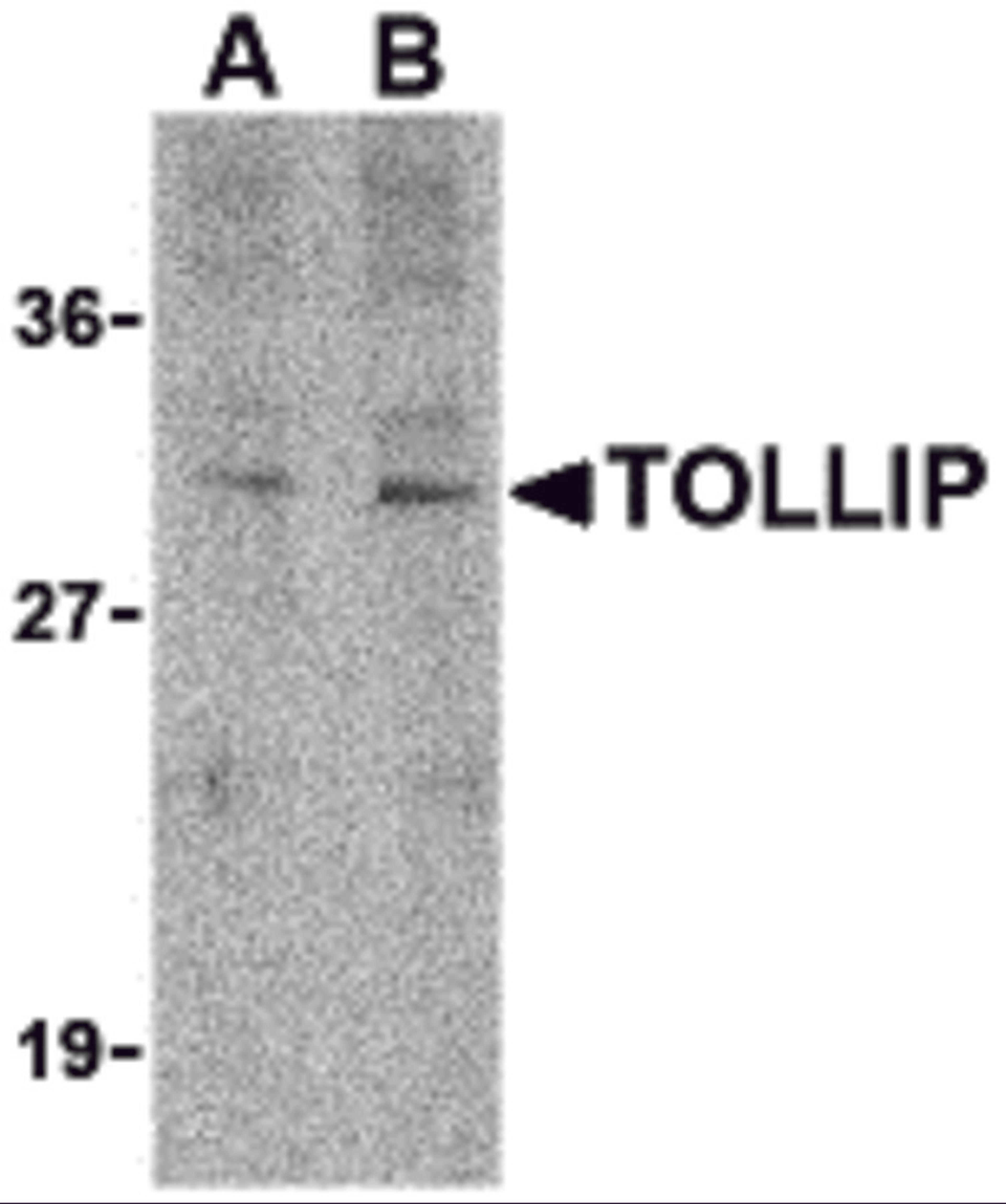 Western blot analysis of TOLLIP in rat brain cell lysate with TOLLIP antibody at (A) 1 and (B) 2 μg/mL.