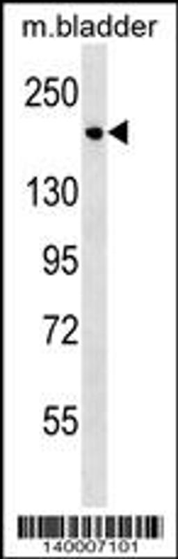 Western blot analysis in mouse bladder tissue lysates (35ug/lane).