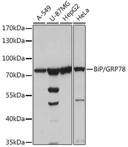 Western blot - HSPA5 antibody (A0241)