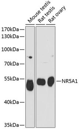 Western blot - NR5A1 antibody (A1657)