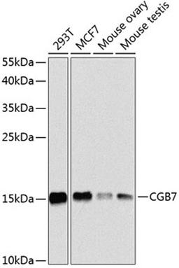 Western blot - CGB7 antibody (A8522)