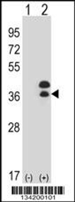 Western blot analysis of DLX5 using rabbit polyclonal DLX5 Antibody using 293 cell lysates (2 ug/lane) either nontransfected (Lane 1) or transiently transfected (Lane 2) with the DLX5 gene.