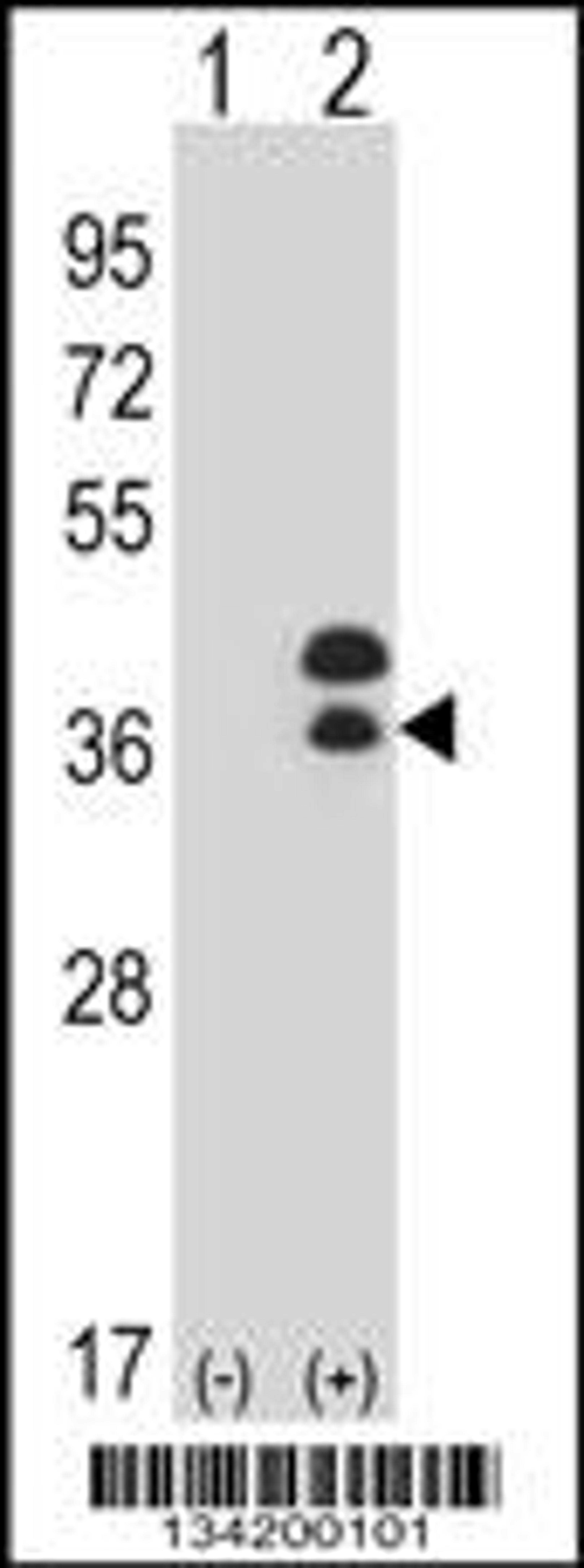 Western blot analysis of DLX5 using rabbit polyclonal DLX5 Antibody using 293 cell lysates (2 ug/lane) either nontransfected (Lane 1) or transiently transfected (Lane 2) with the DLX5 gene.