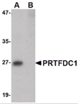 Western blot analysis of PRTFDC1 in human brain tissue lysate with PRTFDC1 antibody at 1 &#956;g/mL in the (A) absence and (B) presence of blocking peptide.