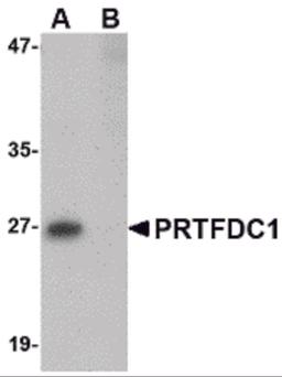 Western blot analysis of PRTFDC1 in human brain tissue lysate with PRTFDC1 antibody at 1 μg/mL in the (A) absence and (B) presence of blocking peptide.