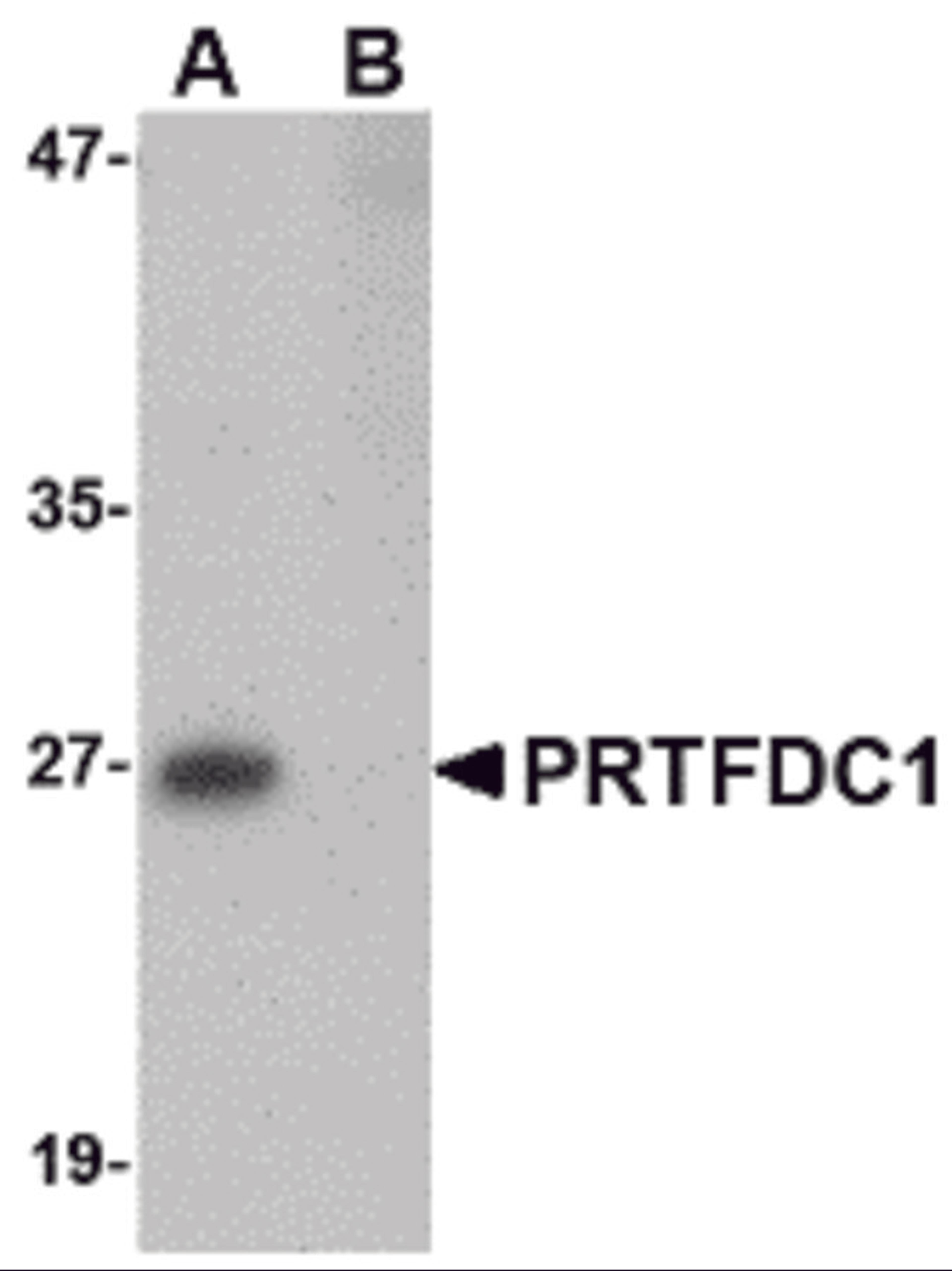 Western blot analysis of PRTFDC1 in human brain tissue lysate with PRTFDC1 antibody at 1 μg/mL in the (A) absence and (B) presence of blocking peptide.