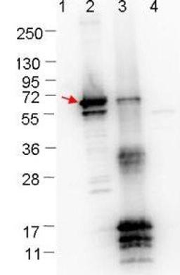 Western blot analysis of Molecular weight markers MBP-ErpN/OspE fusion protein (arrow; 59.5 kDa expected MW) using Erpn/Ospe antibody