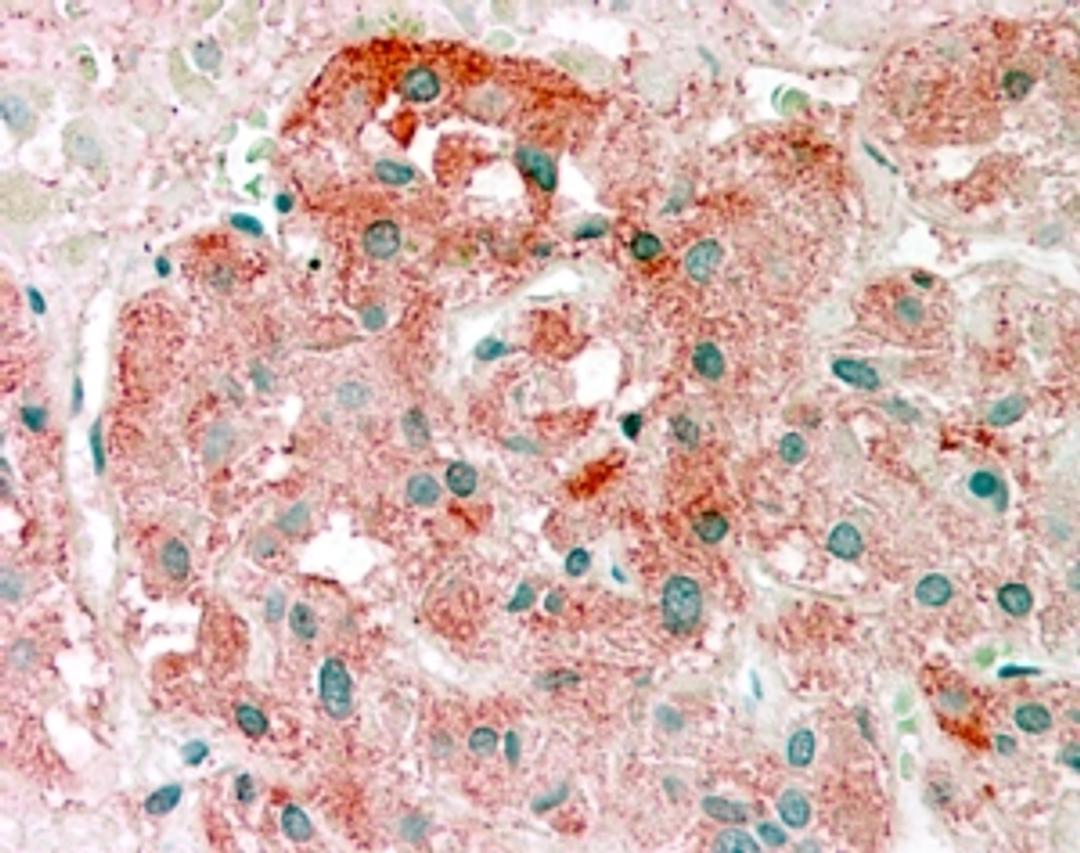 46-347 (2.5ug/ml) staining of paraffin embedded Human Adrenal Gland. Steamed antigen retrieval with citrate buffer pH 6, AP-staining.