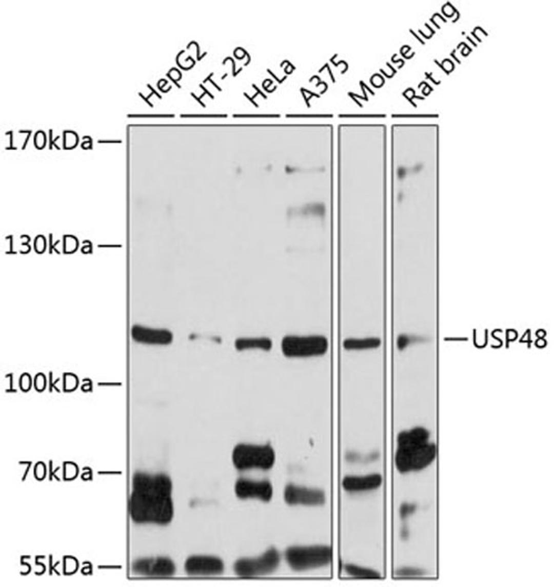 Western blot - USP48 antibody (A5046)