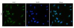 Immunofluorescence analysis of human hela cells tissue using anti-HMGB1 (dilution of primary antibody - 1:100)